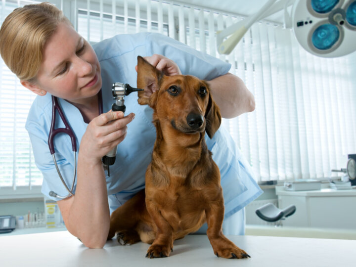 Veja as causas e os sintomas da otite em cães e gatos