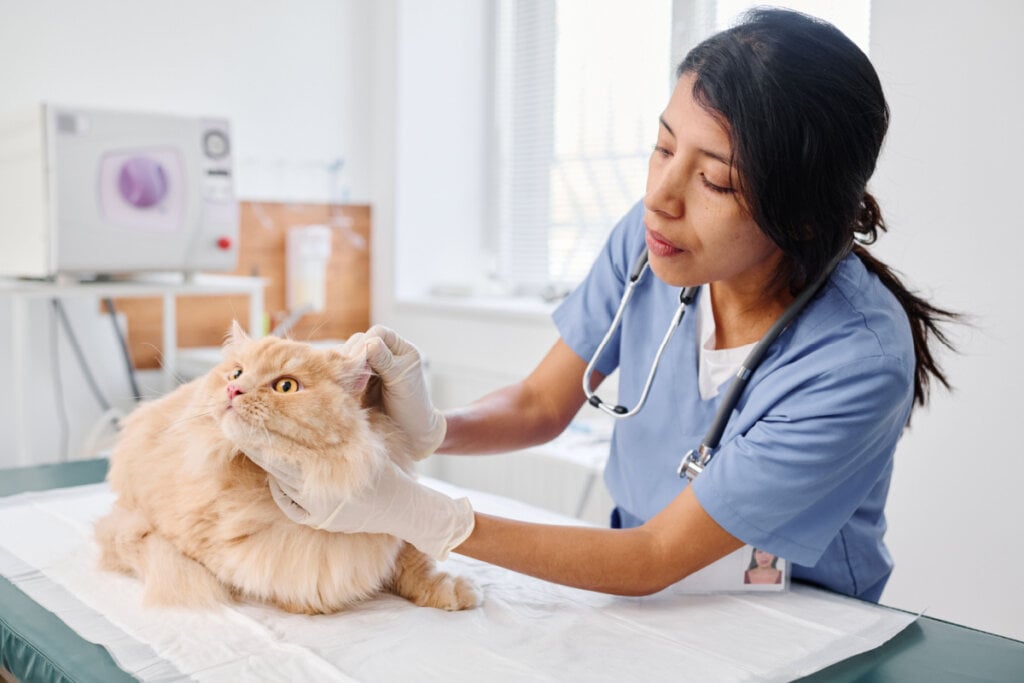 Médica veterinário examinando a orelha de um gato