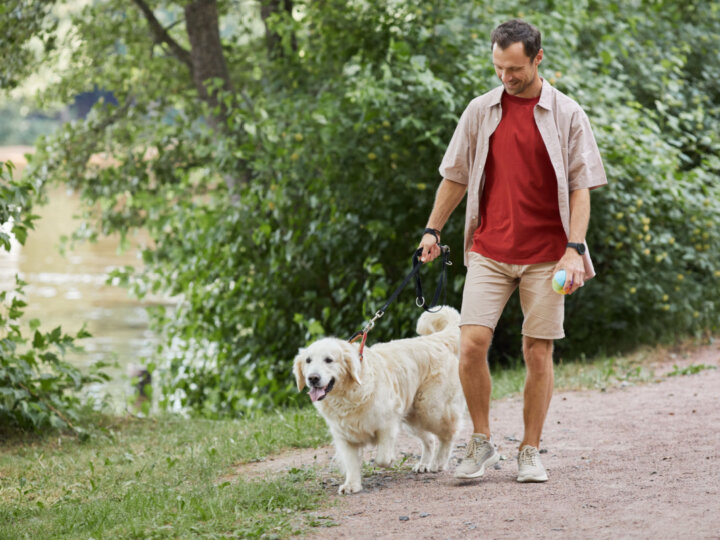 7 benefícios de contratar um passeador de cães