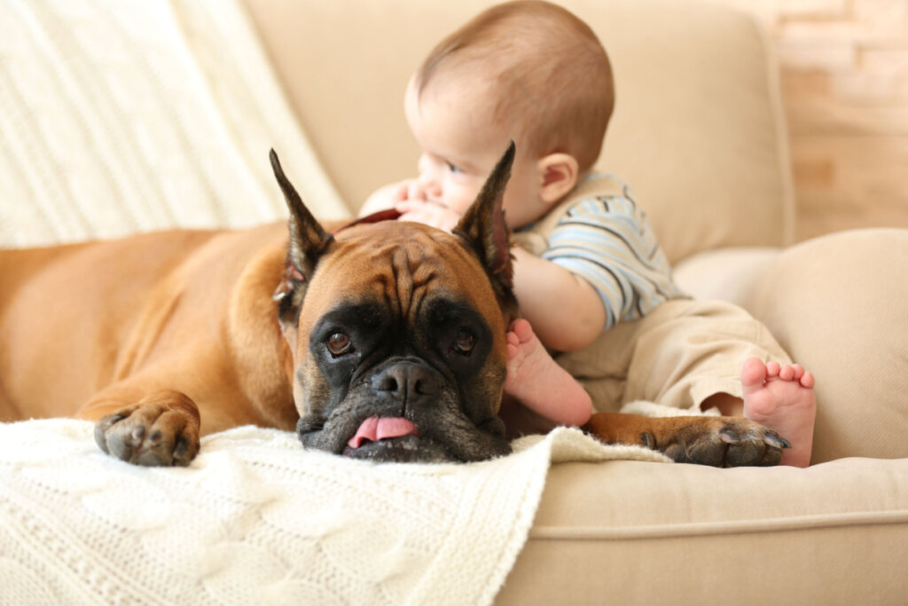 Bebê com cachorro boxer em um sofá em casa