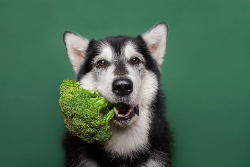 Cachorro em fundo verde com brócolis