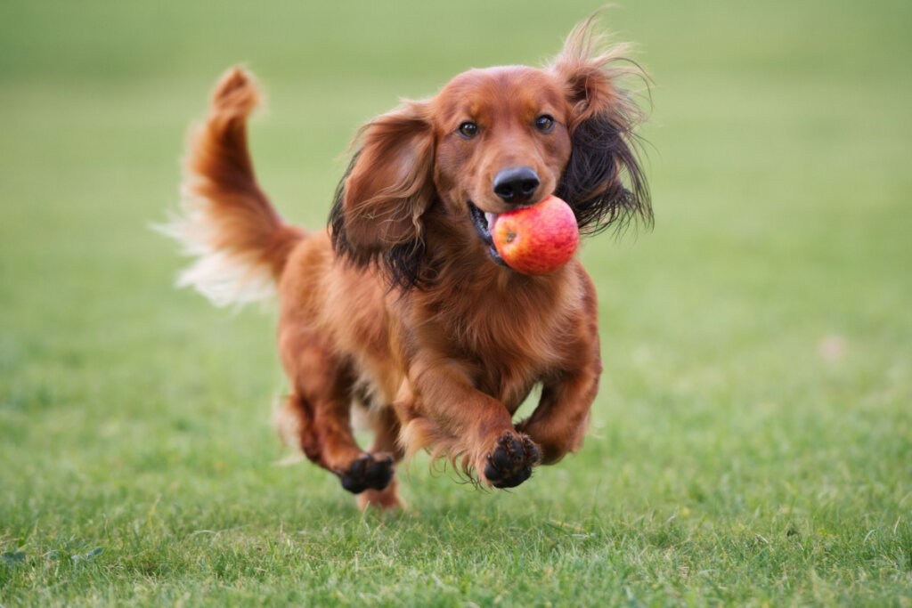 Cachorro correndo em gramado com maçã vermelha na boca.