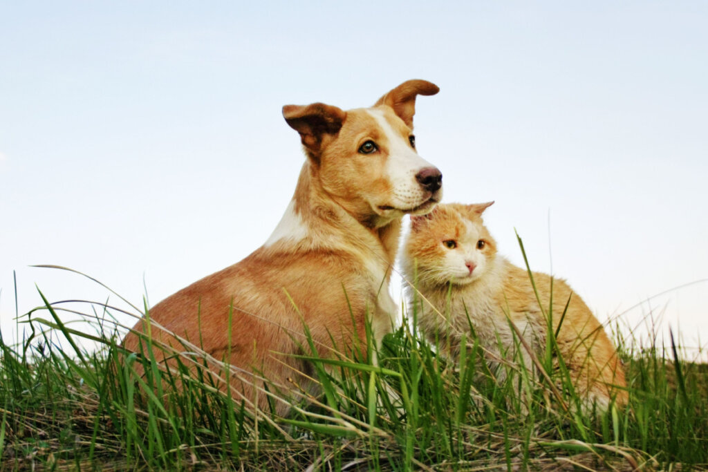 Cachorro e gato amarelo na grama