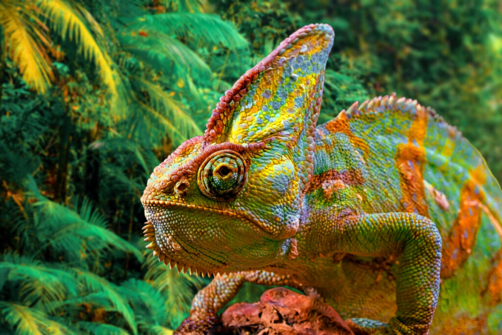 Um camaleão colorido com uma crista alta na cabeça.