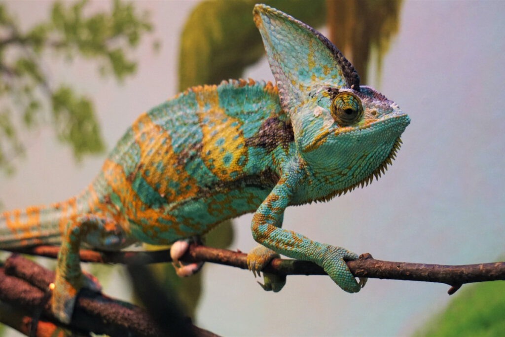 Um camaleão colorido em cima de um galho