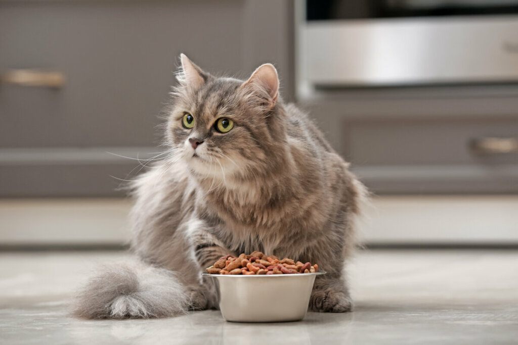 Gato cinza e branco olhando para o lado em frente a uma tigela com comida
