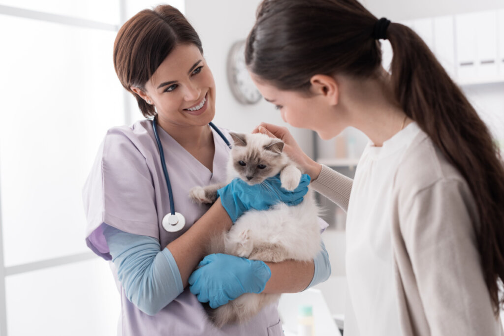 Veterinária profissional sorrindo segurando um gato bonito após o exame, a proprietária do animal de estimação está abraçando seu gato