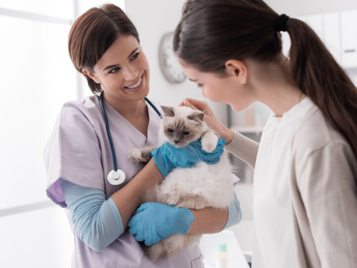 Entenda o que é a FeLV e como ela afeta a saúde do gato