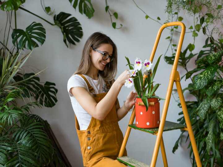 3 dicas para cuidar das plantas em casa