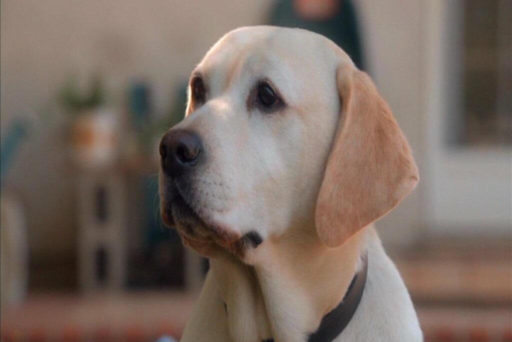 Cachorro Zeus do filme 'O Cachorro que Salvou a Páscoa'
