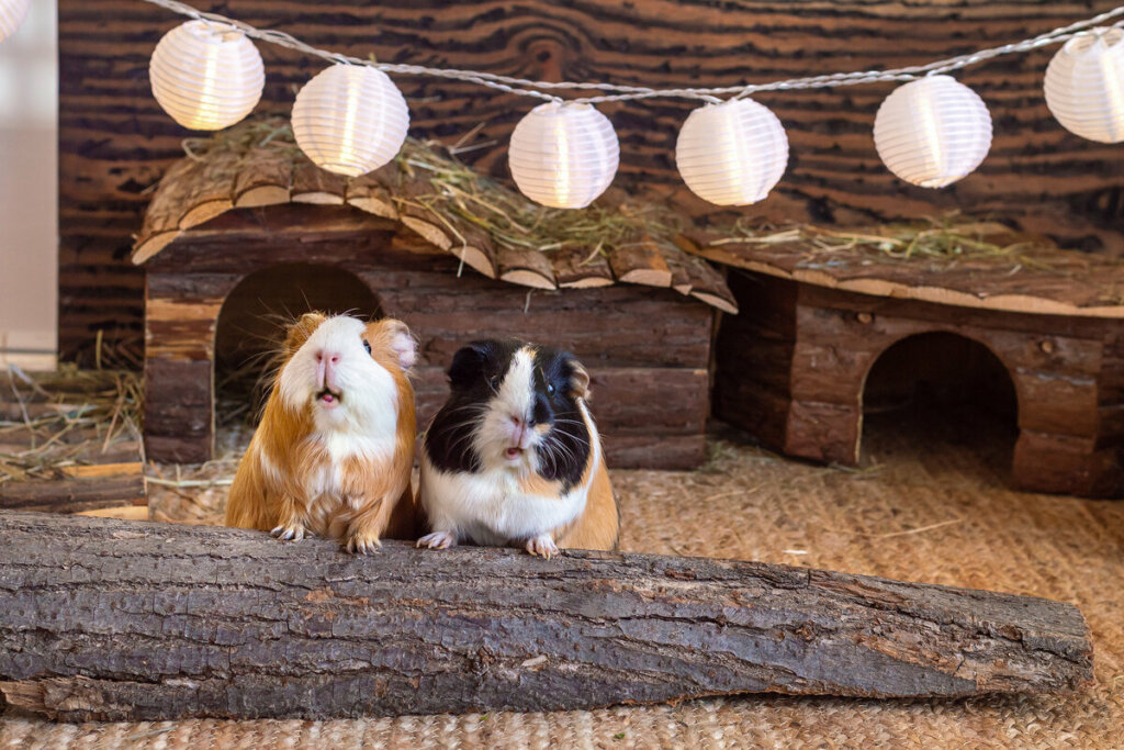 Dois porquinhos-da-índia em uma gaiola de madeira com casinhas 