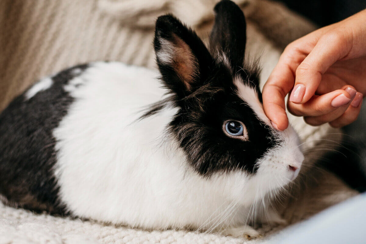 12 curiosidades sobre os coelhos como animais de estimação