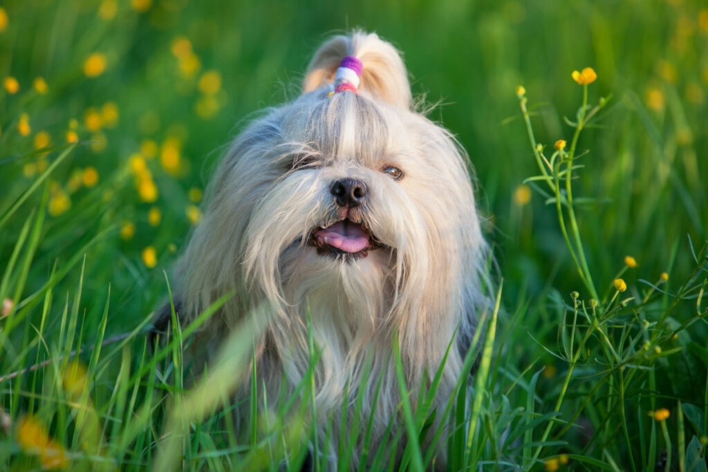 Cachorro shih-tzu com pelagem branca em grama.