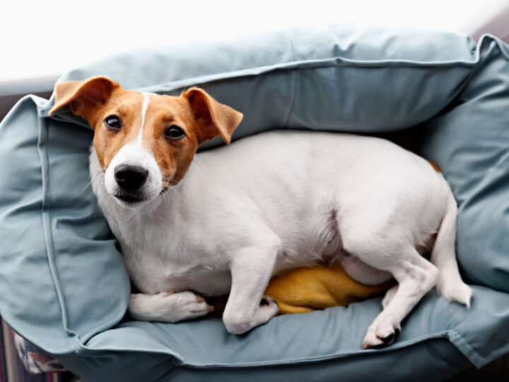 10 dicas para escolher a cama ideal para o seu cachorro