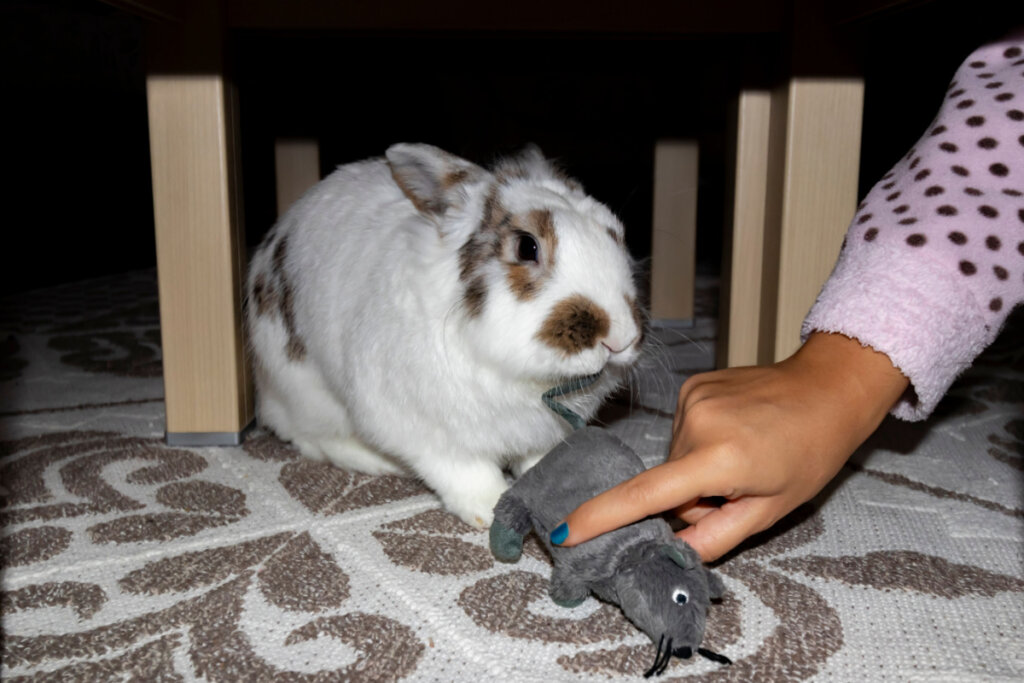 coelho branco brincando com o rato de brinquedo de pelúcia em casa