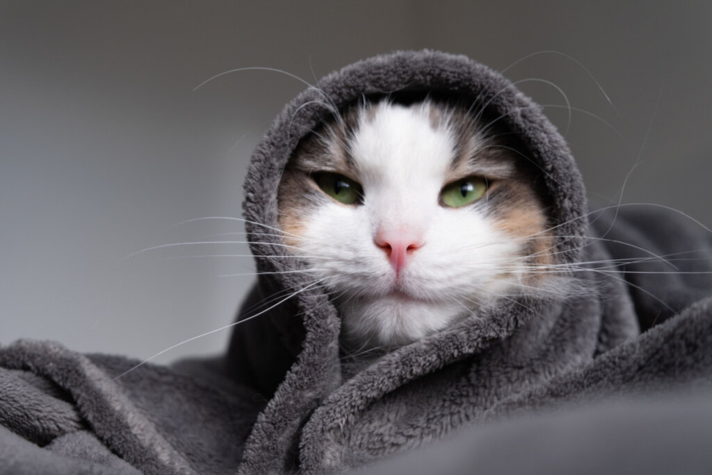 Gato com um cobertor cinza