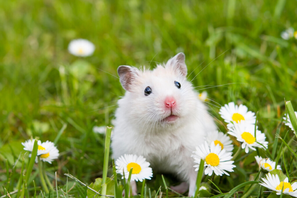 Hamster branco no jardim