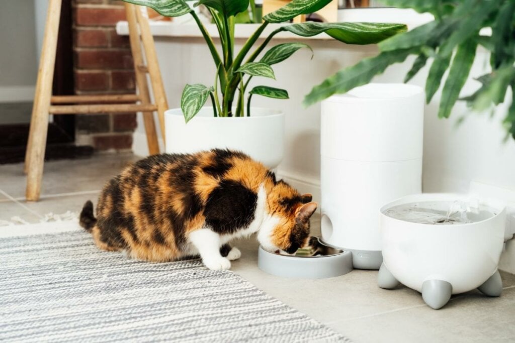 Gato comendo comida em um comedouro com plantas ao redor