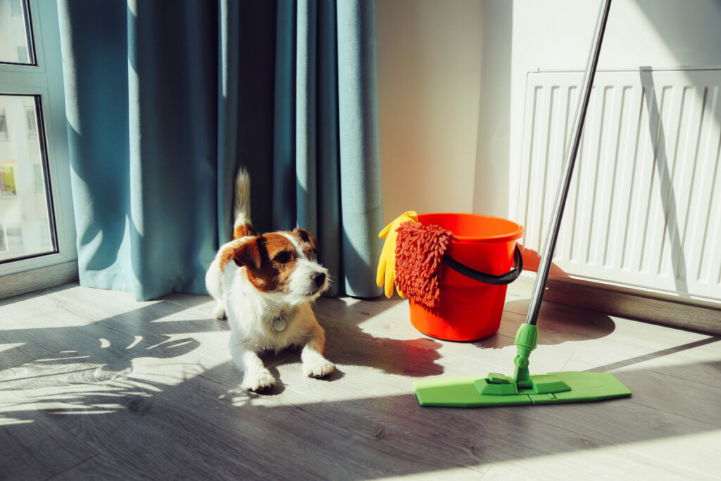 Um cachorro, um balde laranja com itens de limpeza e um rodo