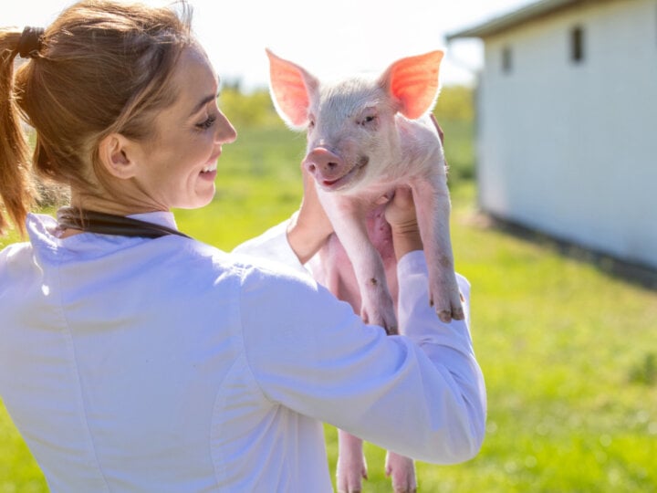 10 curiosidades sobre o porco como animal de estimação
