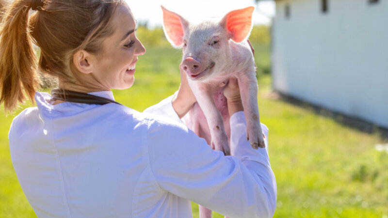 10 curiosidades sobre o porco como animal de estimação