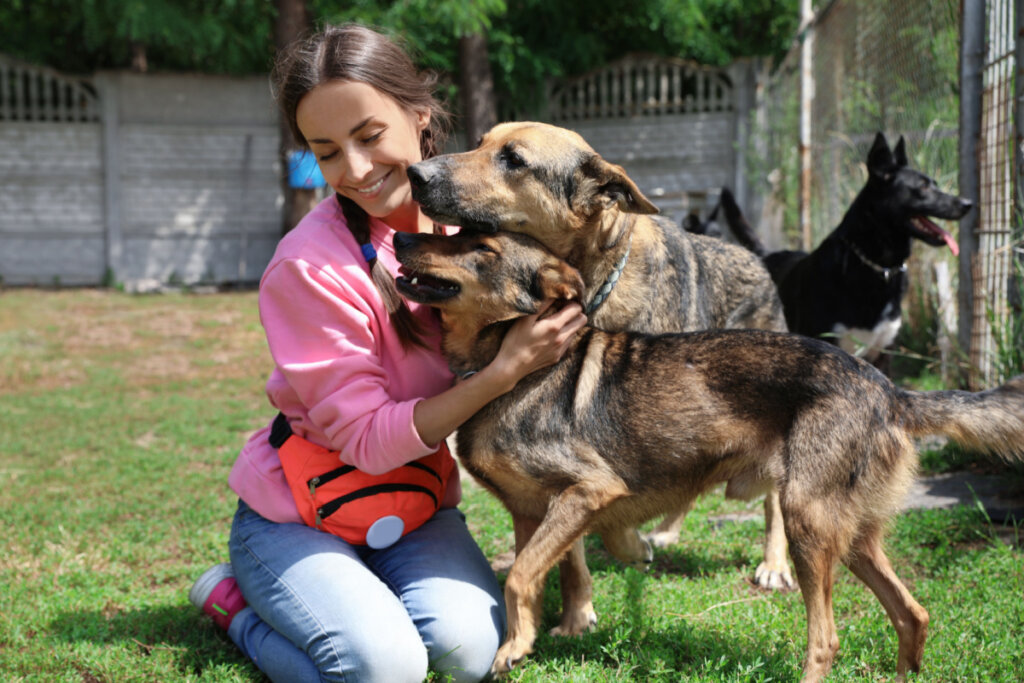 Voluntária com cães no abrigo de animais ao ar livre