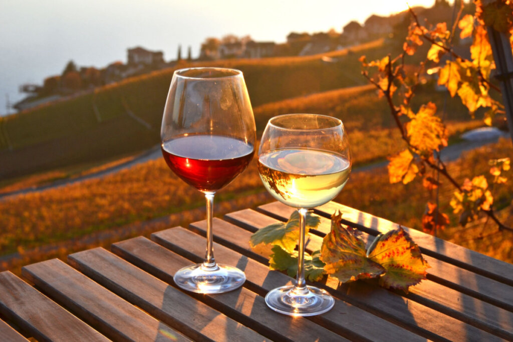 Vinho contra vinhas em Lavaux, Suíça