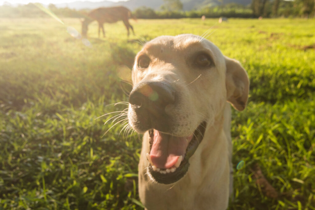 Cachorro em gramado com luz do sol refletindo