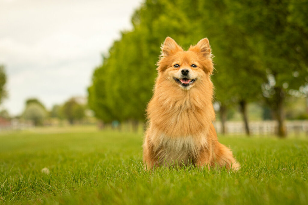 Cachorro da raça spitz com pelo dourado com a língua para fora em cima de uma grama verde 