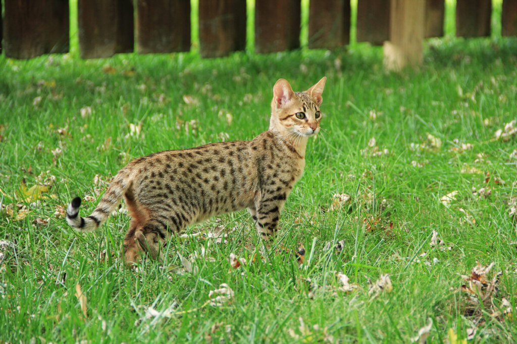 Gato da raça savannah andando em um quintal com grama