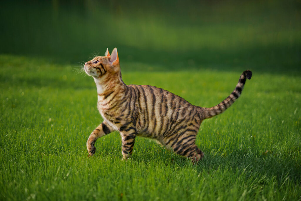 Gato da raça toyger andando na grama 