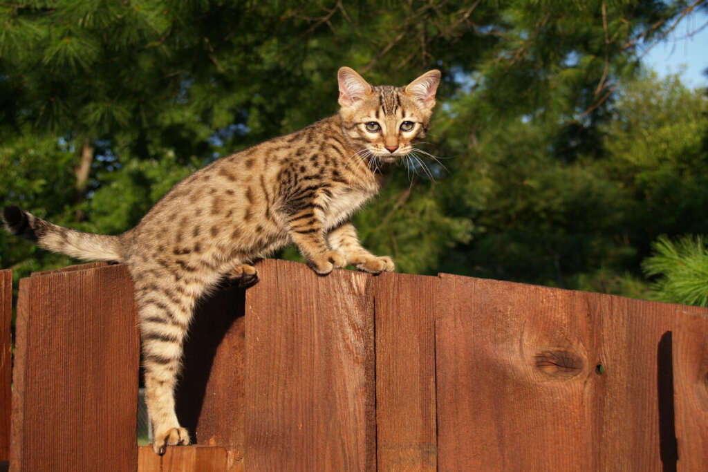 Gato da raça savannah em cima de uma cerca de madeira 
