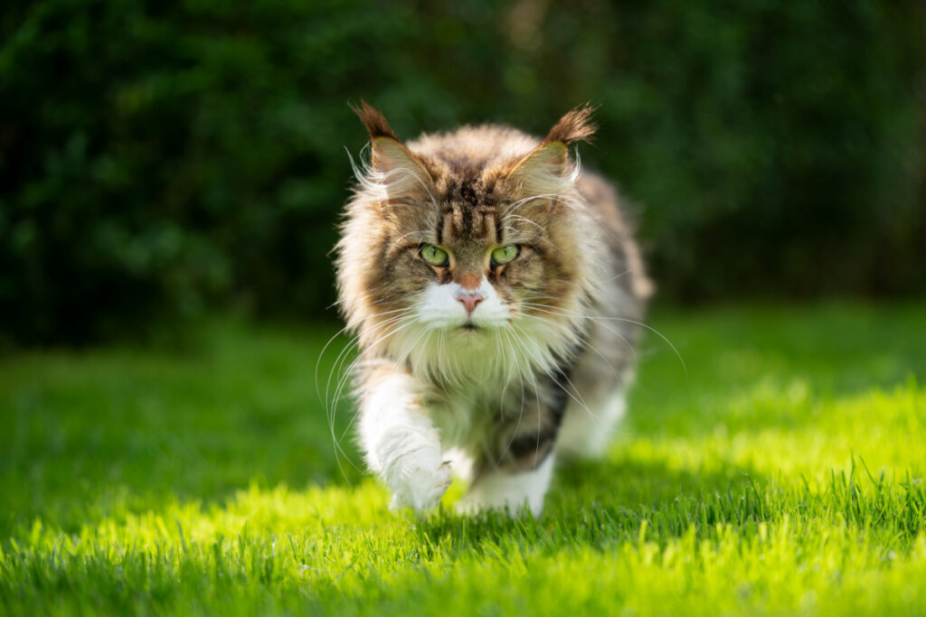 Gato maine coon com olhos verdes e pelagem branca com marrom andando em grama.