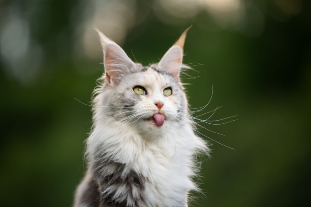 Gato maine coon branco com a língua para fora.