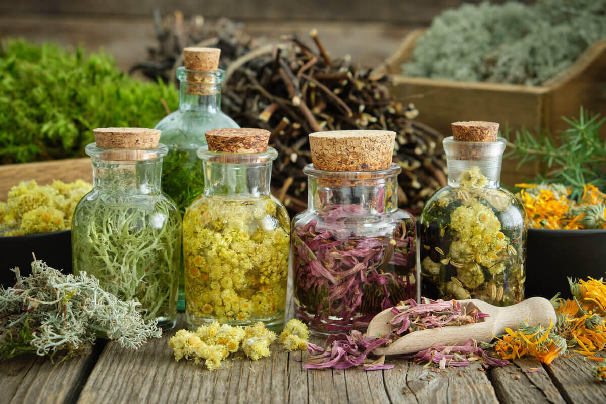 Conheça o poder das ervas medicinais para a saúde