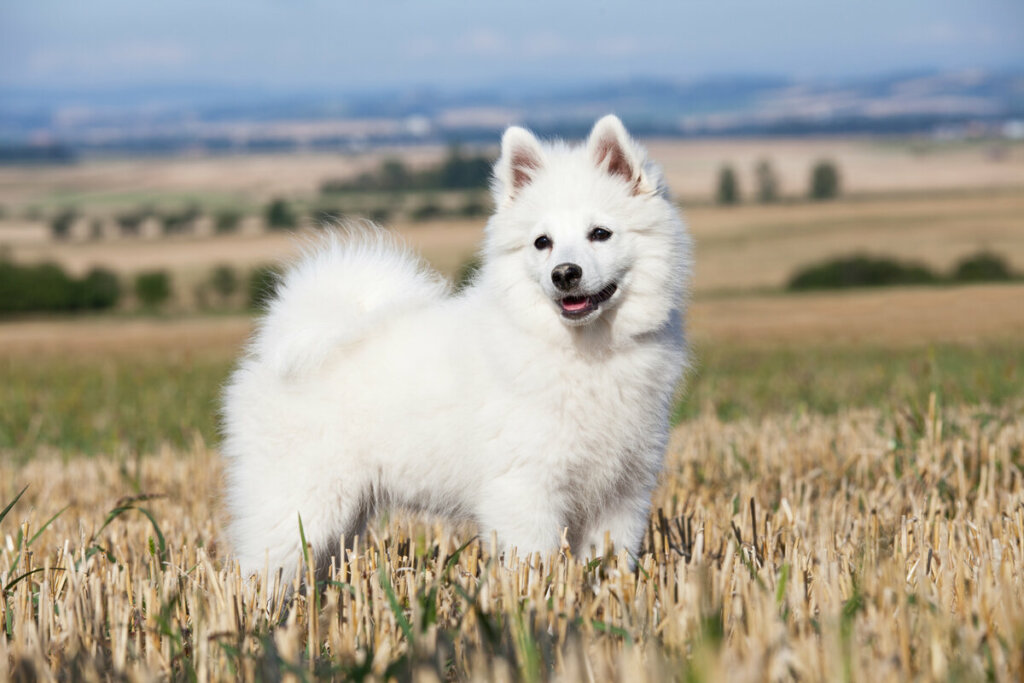 Cachorro branco da raça spitz em um gramado dourado