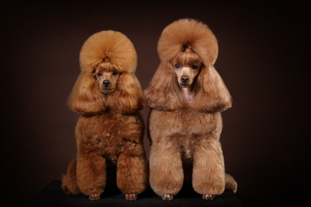 Dois poodles com pelagem marrom e tosa moderna em fundo preto