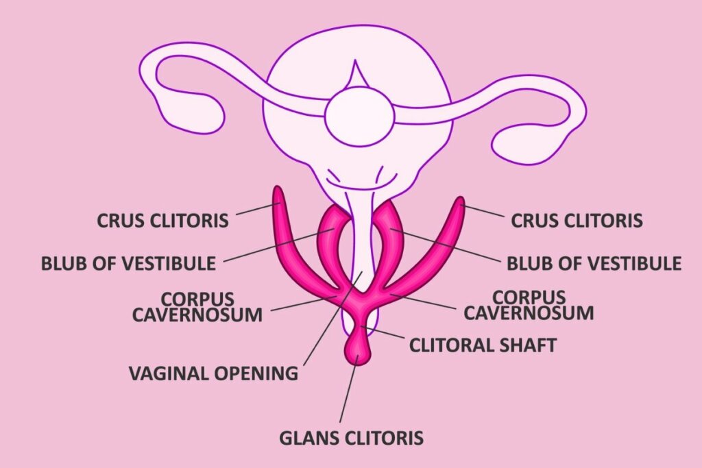 Ilustração da anatomia do clitóris 
