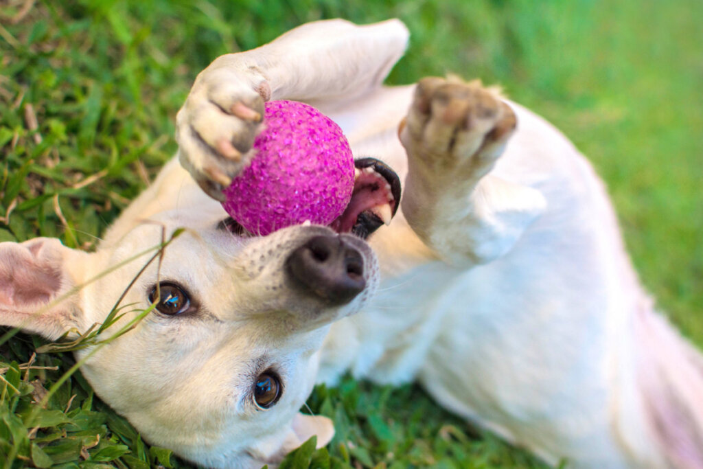 Cão branco brincando com bola na grama