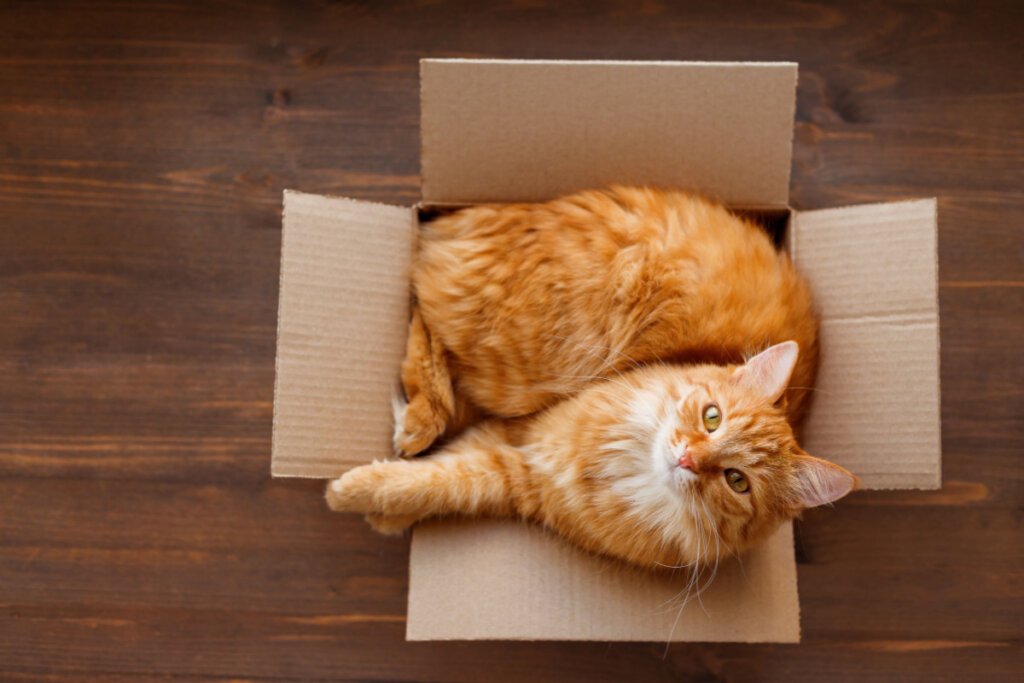 Gato laranja em uma casa de caixa de papelão