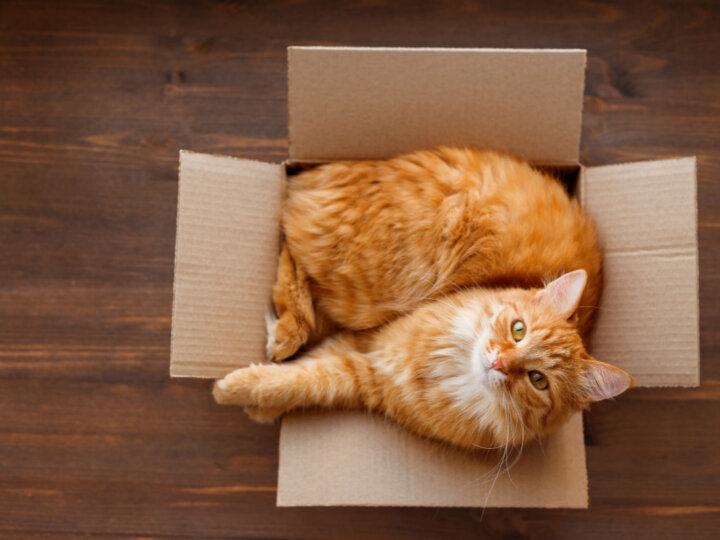 Entenda por que os gatos amam caixas de papelão