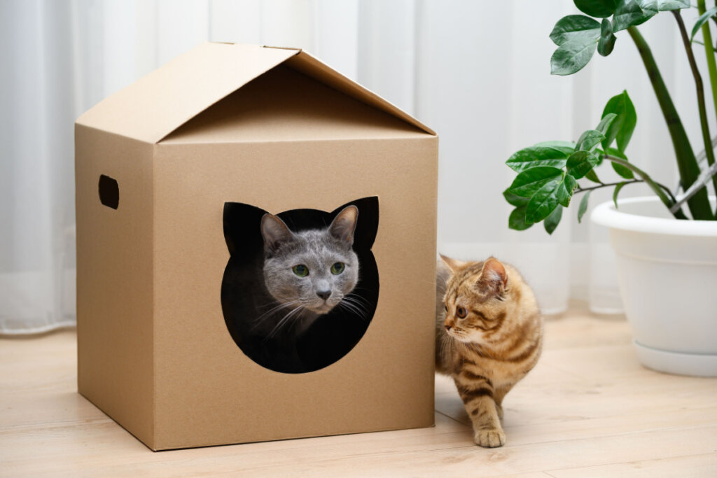Gato cinza em uma casa de caixa de papelão e gato laranja do lado de fora