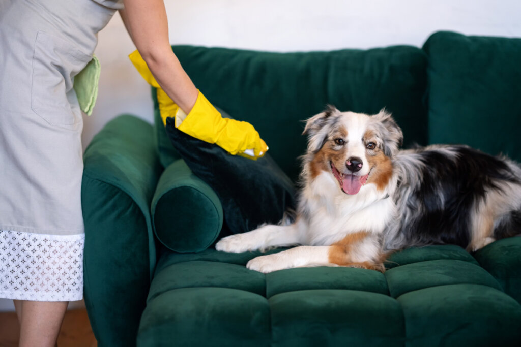 Pessoa limpando o sofá de pelos de cachorro