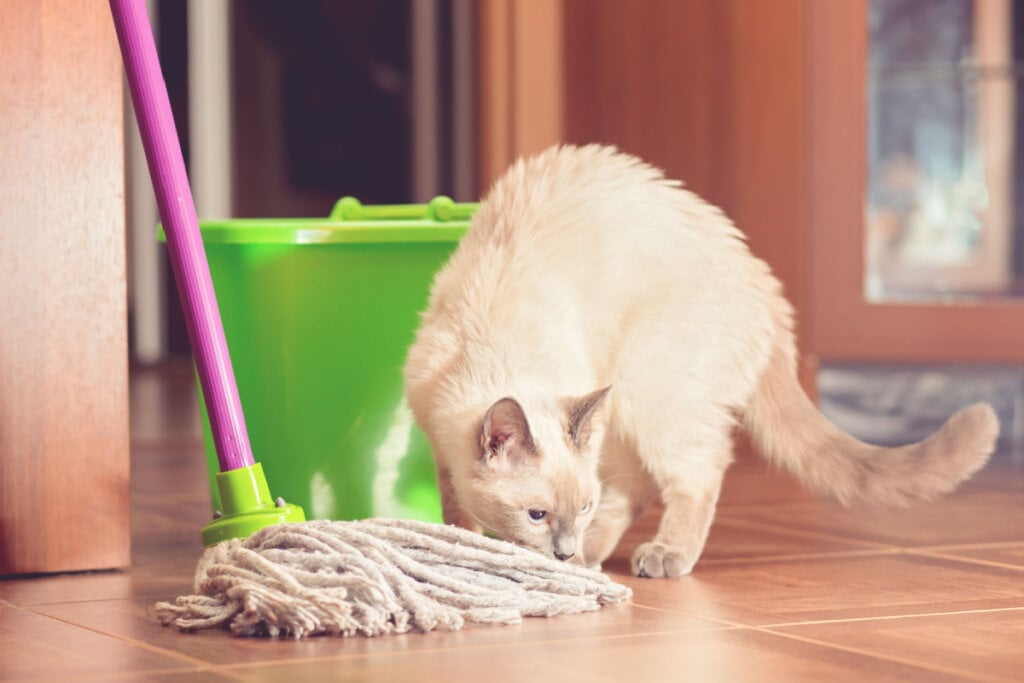 Gato curioso perto do balde e esfregão para limpar o chão.
