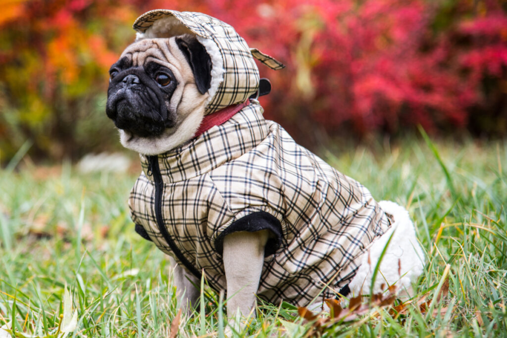 Bulldog francês vestido com roupa de inverno estilosa