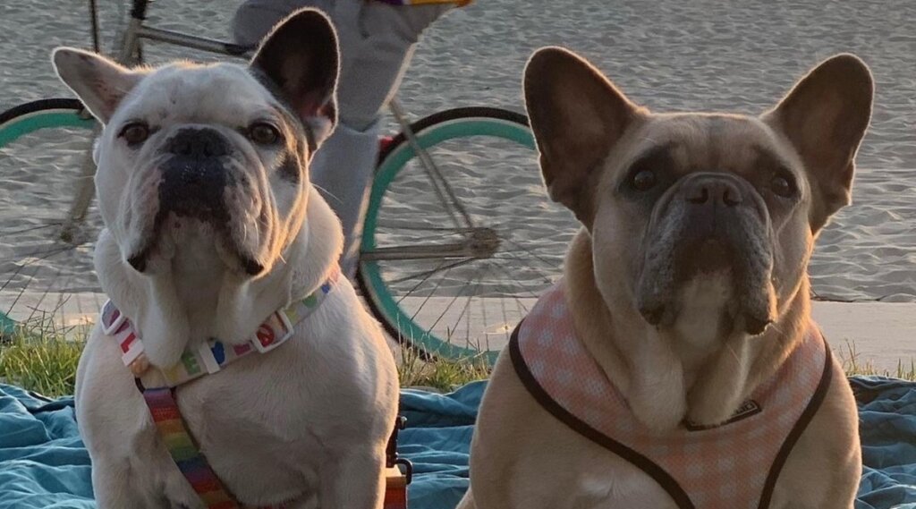 Cachorros da raça buldogues franceses chamados Koji e Gustav, da cantora Lady Gaga, em foto na praia.