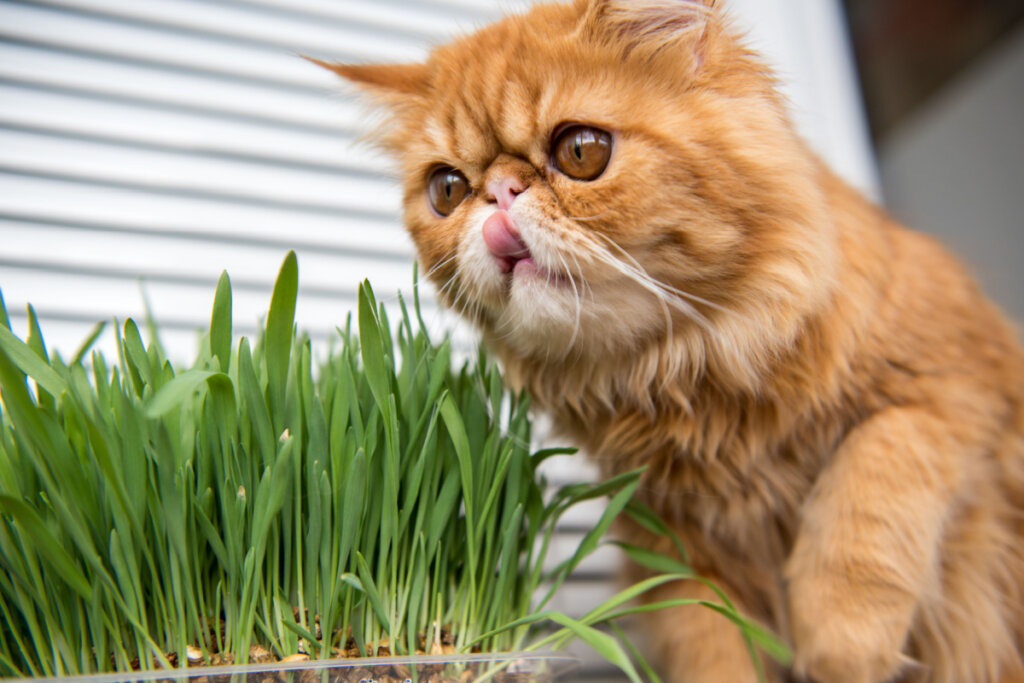 Gato laranja com língua pra fora e olhando grama de milho de pipoca