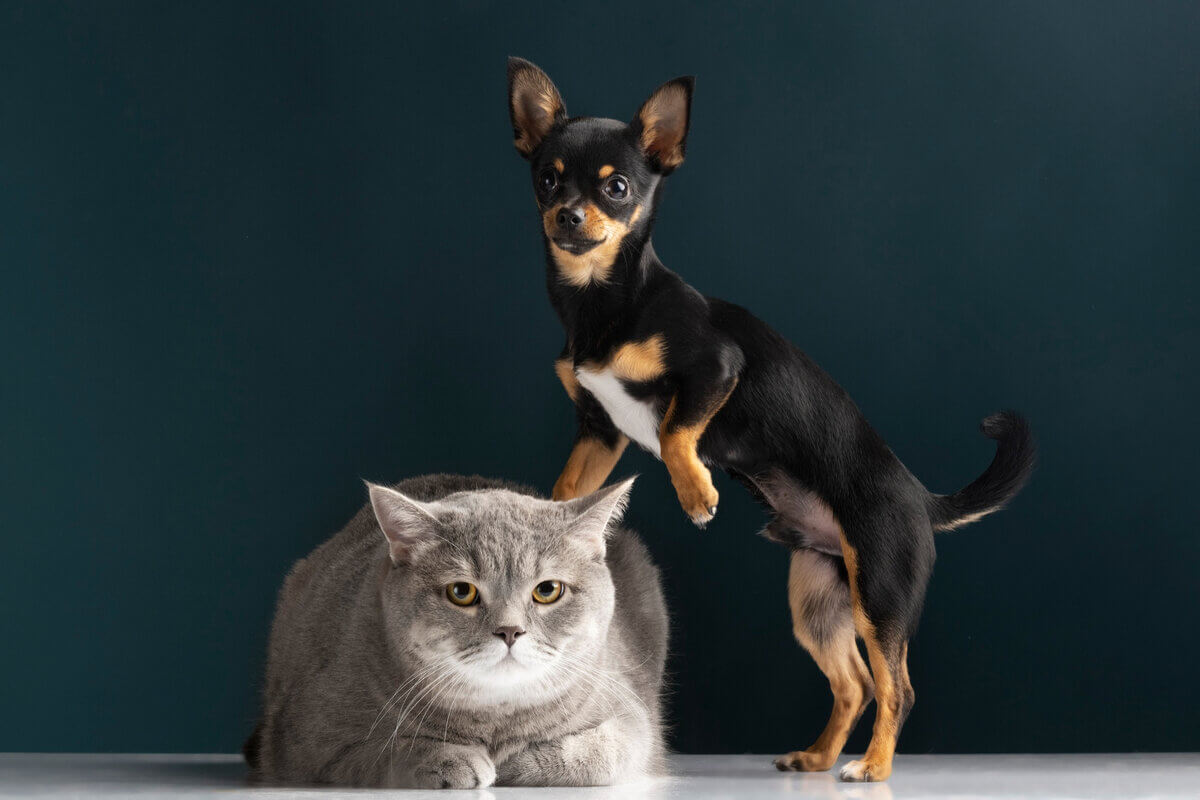 8 dicas para uma boa convivência entre cachorro e gato