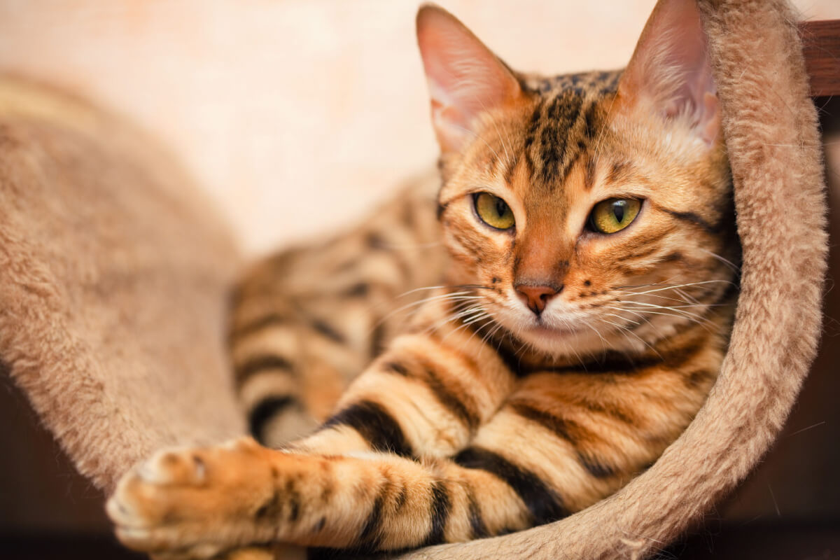 5 mitos sobre os gatos que você precisa saber