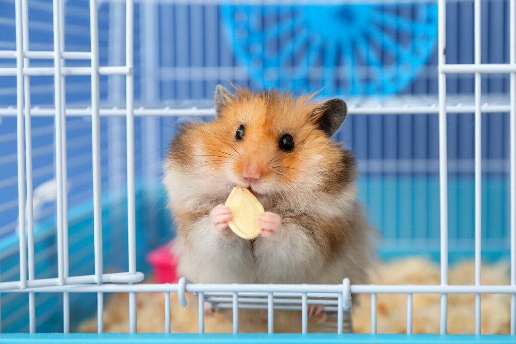 Hambster comendo em uma gaiola azul